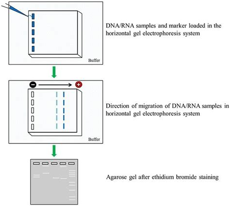 how to improve gel electrophoresis results|Nucleic Acid Gel Electrophoresis Troubleshooting .